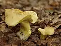 !Tricholoma sulphureum!