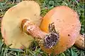 Suillus grevillei