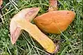 Suillus grevillei