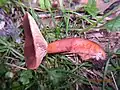 !Lactarius hepaticus!