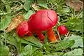 Hygrocybe coccinea