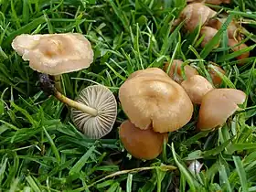 Marasmius oreades