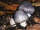 Entoloma bloxamii