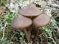 !! Entoloma vernum !!