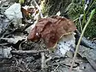 Gyromitra fastigiata