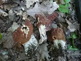 Gyromitra fastigiata