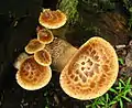 Polyporus squamosus
