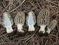 Morchella tridentina
