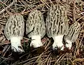 Morchella tridentina sin. frustrata