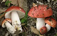 Russula rosea