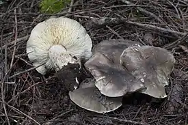 !Tricholoma saponaceum!