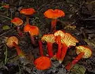 H. cantharellus, grup