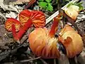 Hygrocybe helobia