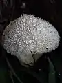 Lycoperdon marginatum