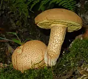 Pseudoboletus parasiticus