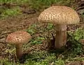 Amanita rubescens