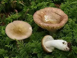 Russula nauseosa