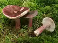 !!Russula queletii!!