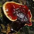 !Ganoderma carnosum!