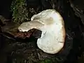 Ganoderma carnosum