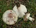 !Russula versicolor!