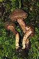 !!!Inocybe hystrix!!!
