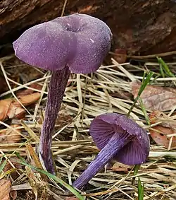 Laccaria.amethystina