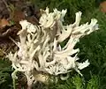 Clavulina coralloides sin. Clavulina cristata