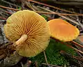 !Gymnopilus penetrans!