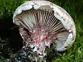 Hygrophorus russula