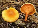 Hygrophoropsis aurantiaca = Non-Cantharellus
