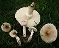 !Leucoagaricus barssii!
