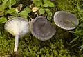 Pseudoclitocybe expallens