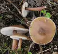 Rhodocollybia butyracea sin. Collybia butyracea