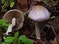 !! Inocybe geophylla var. lilacina!!