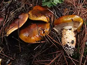 !!Tricholoma focale!!