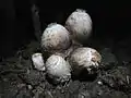 Coprinus sterquilinus