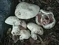 Agaricus bernardii