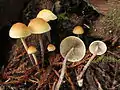 !Hypholoma marginatum!