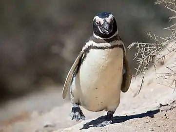 Pinguin MagellanSpheniscus magellanicus