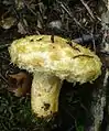 !Lactarius repraesentaneus!