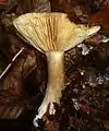 !Lactarius romagnesii!