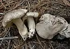 !!Tricholoma tigrinum!!