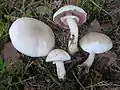 !!Agaricus xanthodermus!!