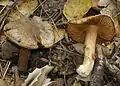 !!Inocybe fraudans!!