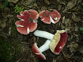 !Russula rubra!