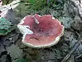 !Russula rubra!