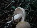 !Tricholoma inamoenum!