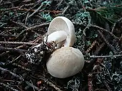 !Tricholoma inamoenum!