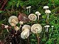 !Marasmius rotula!